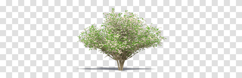 Himalayan Lilac Plants Free Bim Object For 3ds Max Tree, Maple, Bonsai, Potted Plant, Vase Transparent Png