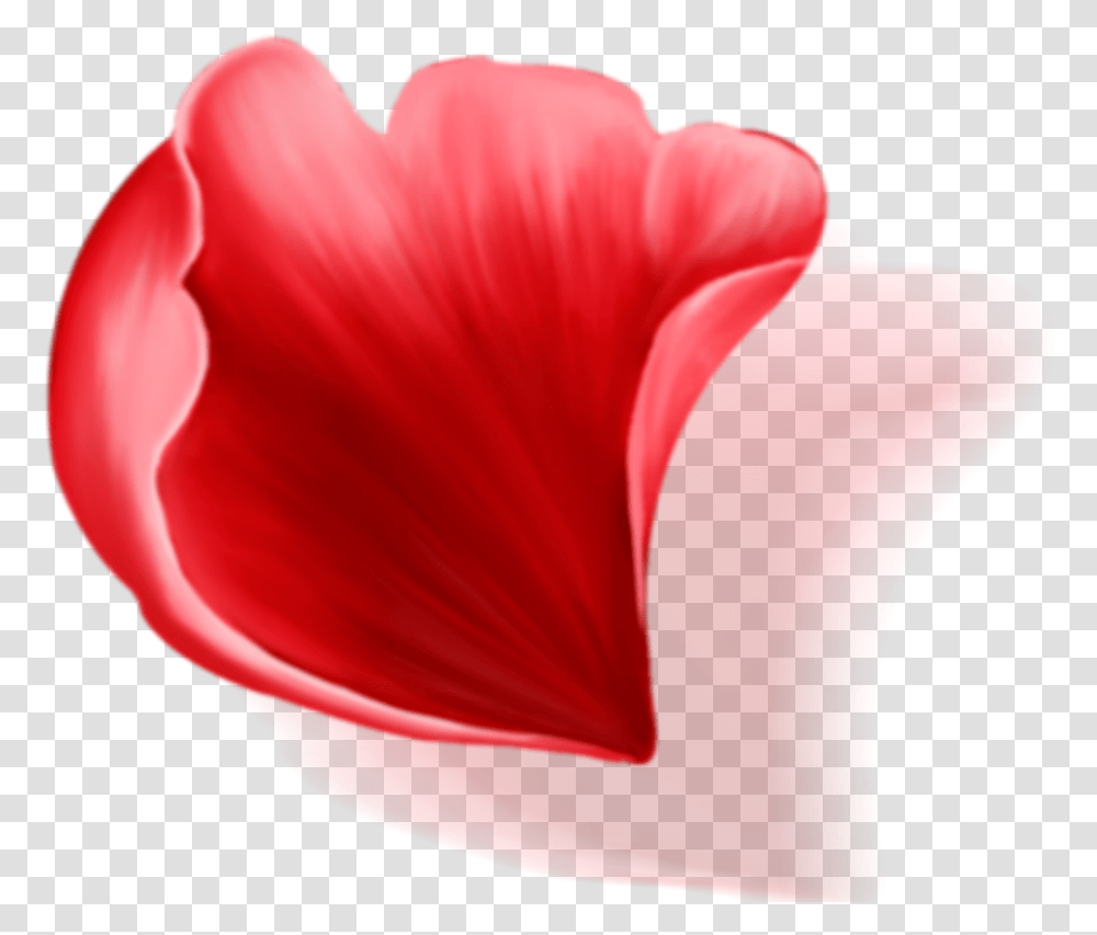 Hippeastrum, Petal, Flower, Plant, Blossom Transparent Png