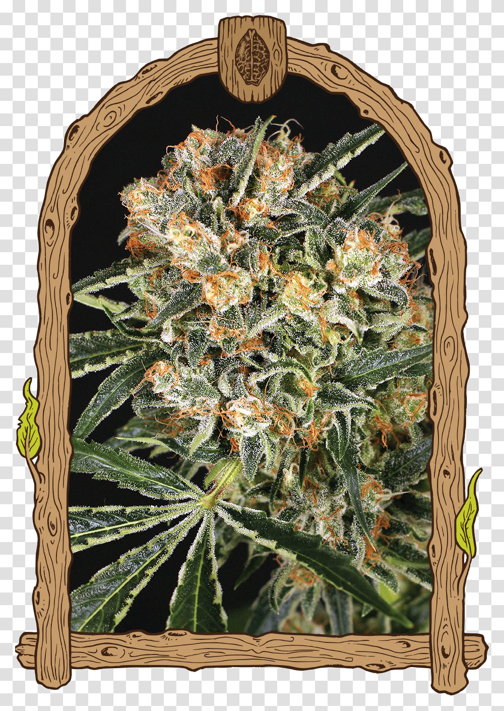 Hippie Malasana Cookies, Plant, Weed, Hemp, Rug Transparent Png