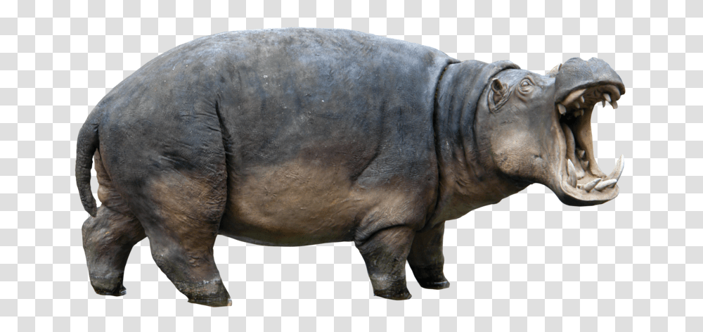 Hippo, Animals, Mammal, Wildlife, Elephant Transparent Png