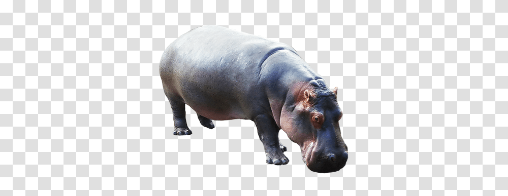 Hippo, Animals, Pig, Mammal, Wildlife Transparent Png