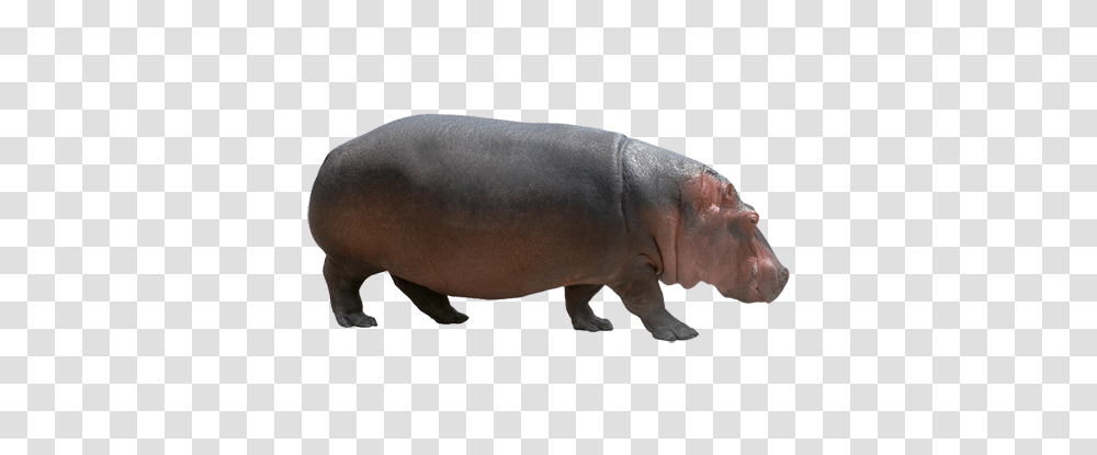 Hippo, Animals, Pig, Mammal, Wildlife Transparent Png