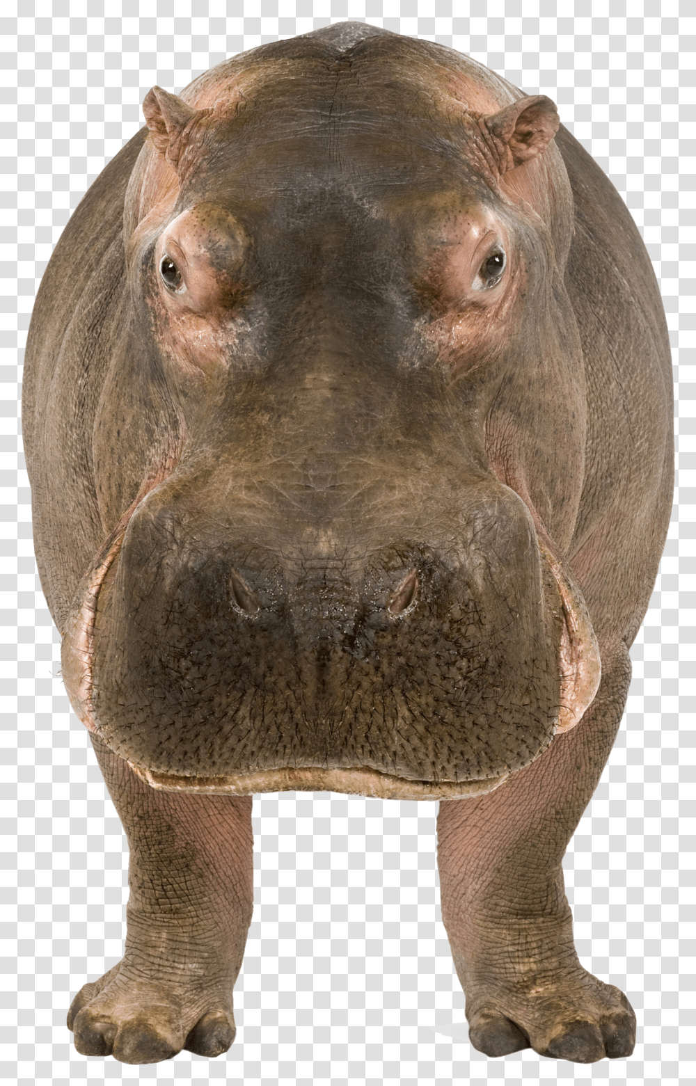 Hippo, Animals Transparent Png