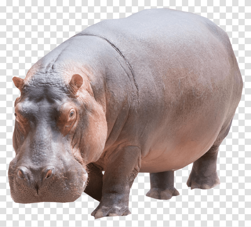 Hippo Image Transparent Png