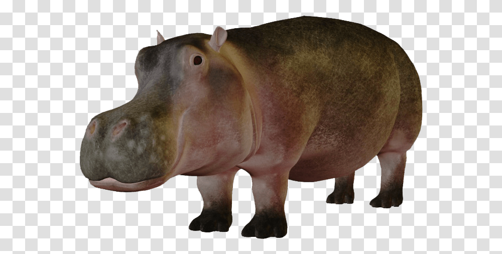 Hippo Images, Animal, Pig, Mammal, Wildlife Transparent Png
