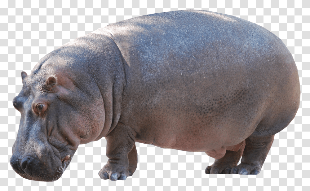 Hippo Standing Image Kuda Nil In English Transparent Png