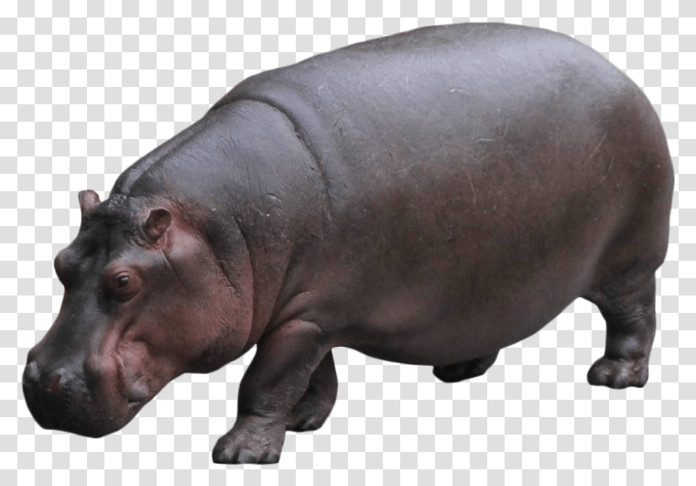 Hippo Standing Image, Mammal, Animal, Wildlife, Pig Transparent Png