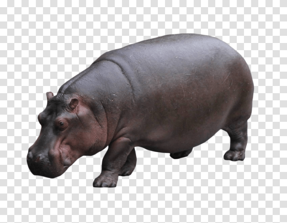 Hippo Standing Image, Pig, Mammal, Animal, Wildlife Transparent Png