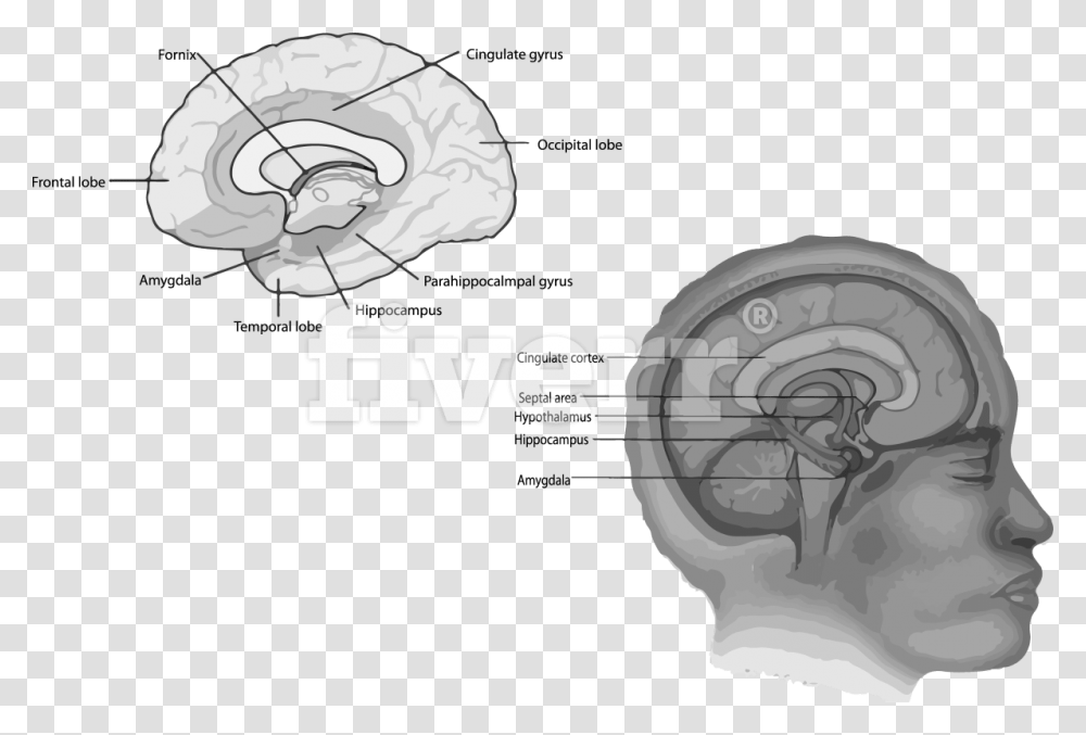 Hippocampus In Your Brain Download Brain Regions Limbic System, Nature, Outdoors, Plant, Ear Transparent Png