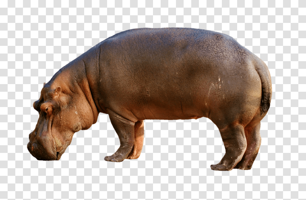 Hippopotamus 960, Animals, Pig, Mammal, Wildlife Transparent Png