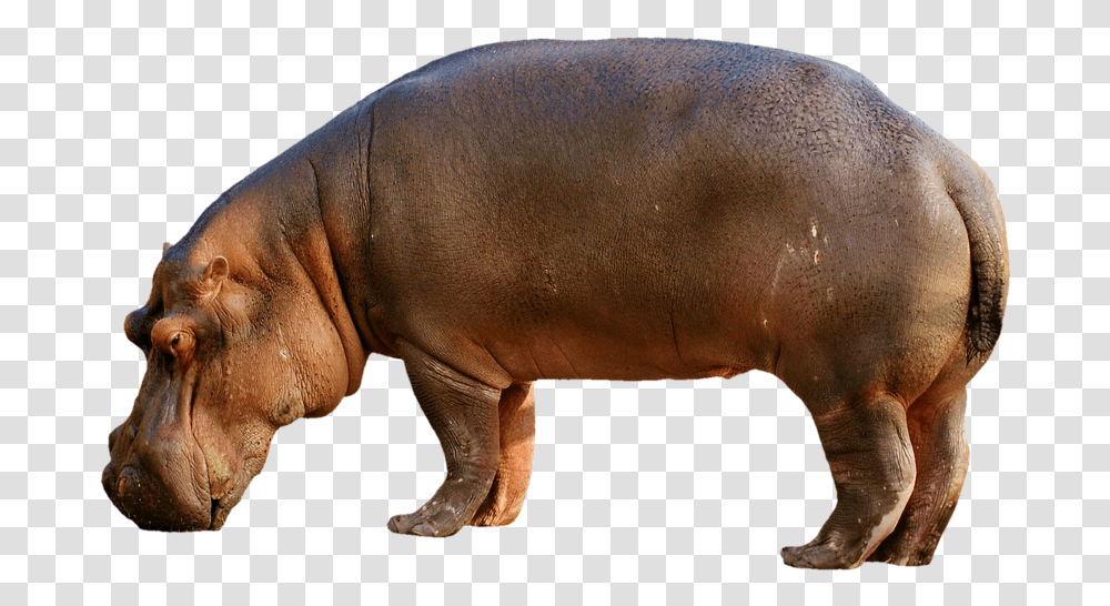 Hippopotamus Hippo Mammal Zoo Africa Animal World Hippopotamus, Wildlife, Pig Transparent Png