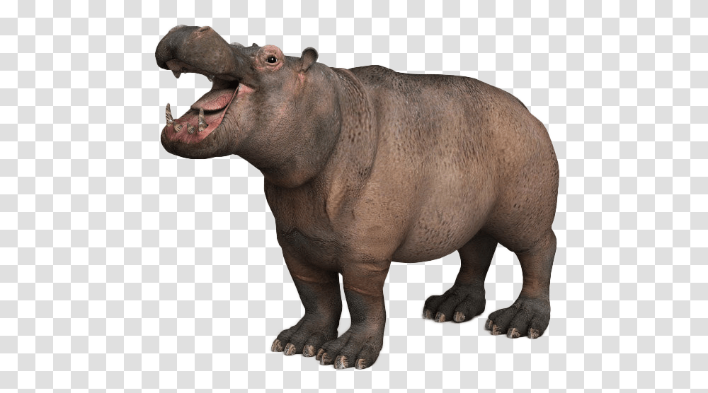 Hippopotamus Image 3d Modeling, Animal, Mammal, Wildlife, Cow Transparent Png