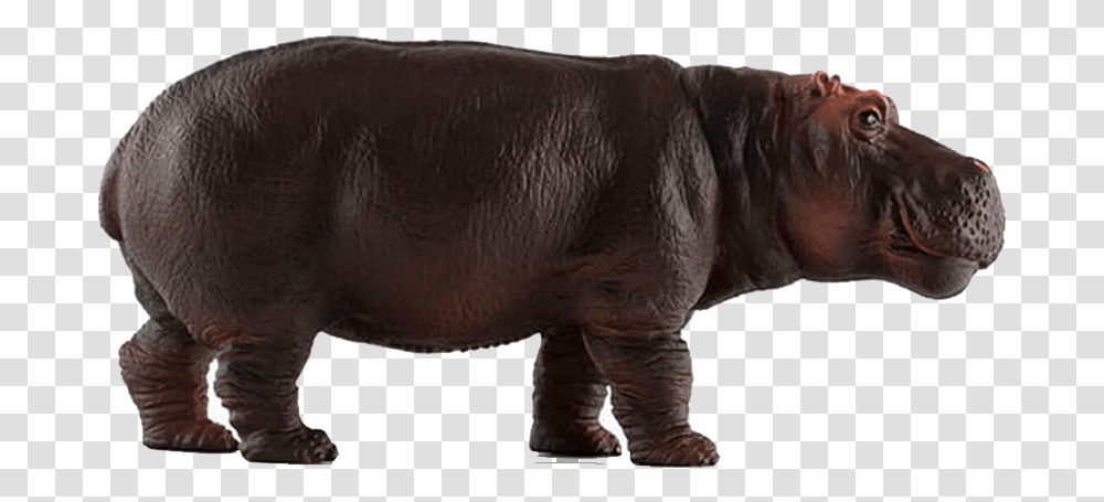 Hippopotamus Image Download Pnso Hippo, Pig, Mammal, Animal, Wildlife Transparent Png