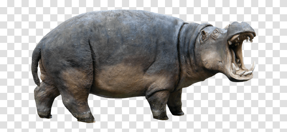 Hippopotamus, Mammal, Animal, Elephant, Wildlife Transparent Png