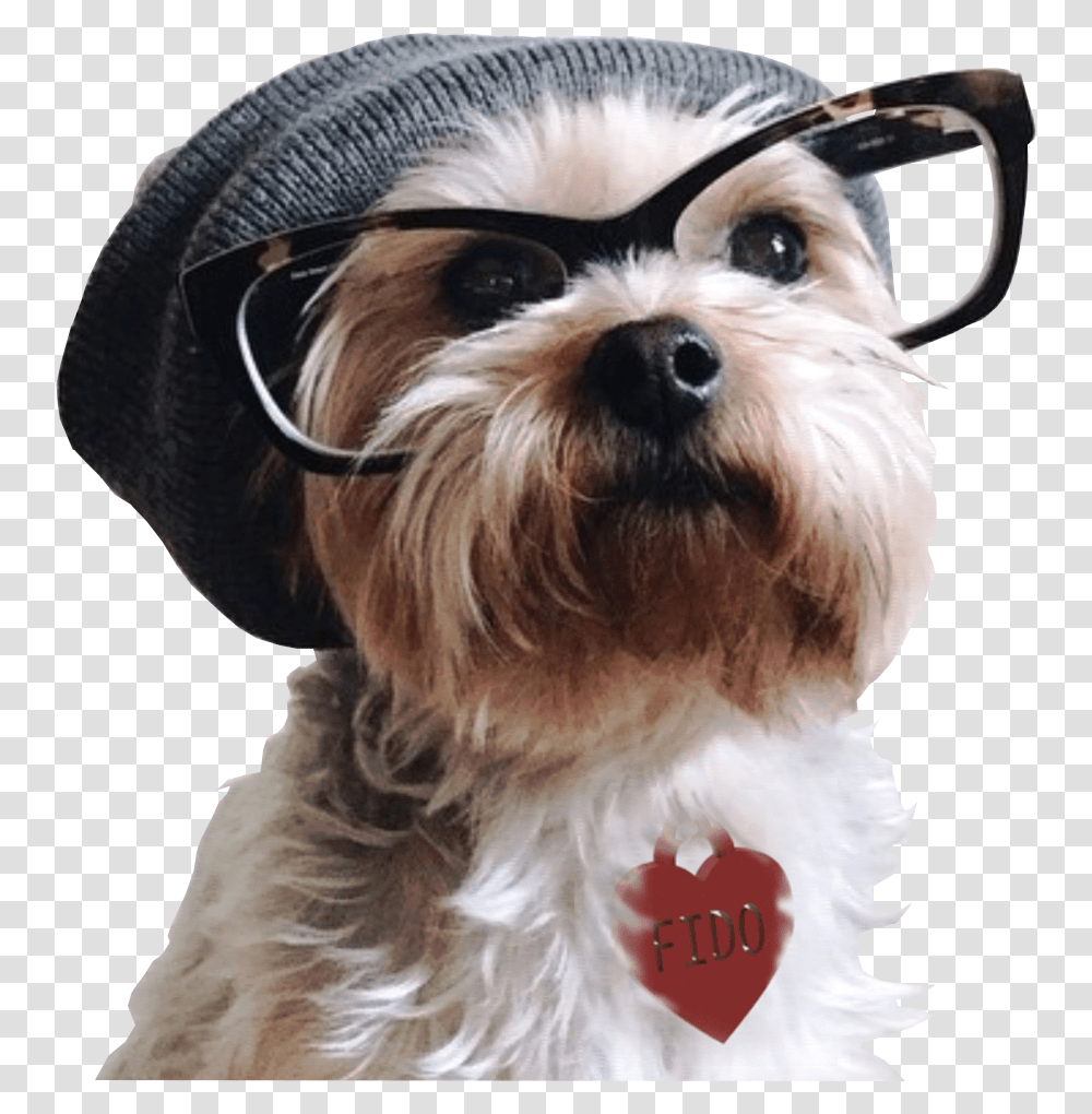 Hipster Dog, Pet, Canine, Animal, Mammal Transparent Png