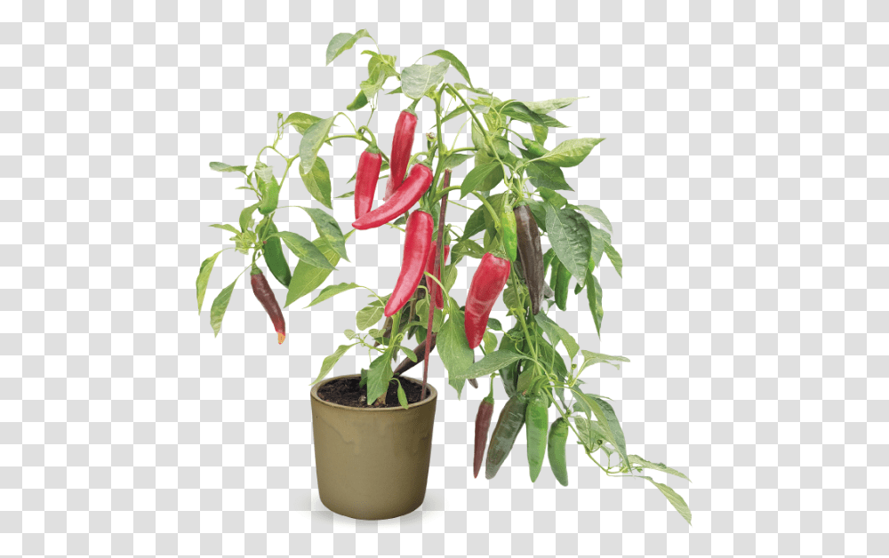 Hishtil Chili, Plant, Acanthaceae, Flower, Blossom Transparent Png