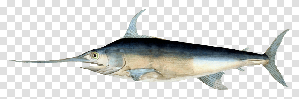 Histoire Naturelle Des Poissons George Cuvier, Tuna, Sea Life, Fish, Animal Transparent Png