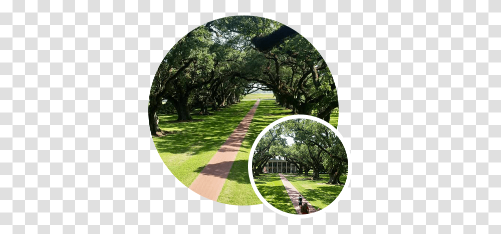 Historic Live Oak Tree Care Baton Rouge Live Oak Trees Baton Rouge, Grass, Plant, Outdoors, Bridge Transparent Png
