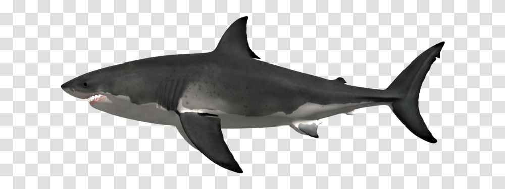 History Car Week Shark Metaphrenie Megalodon E Tamanho Da Boca, Sea Life, Fish, Animal, Great White Shark Transparent Png