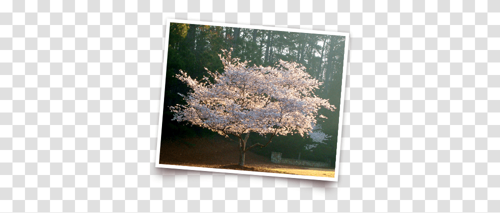 History Of Cherry Trees Operation 1000 Blossom Tree, Plant, Flower, Cherry Blossom Transparent Png