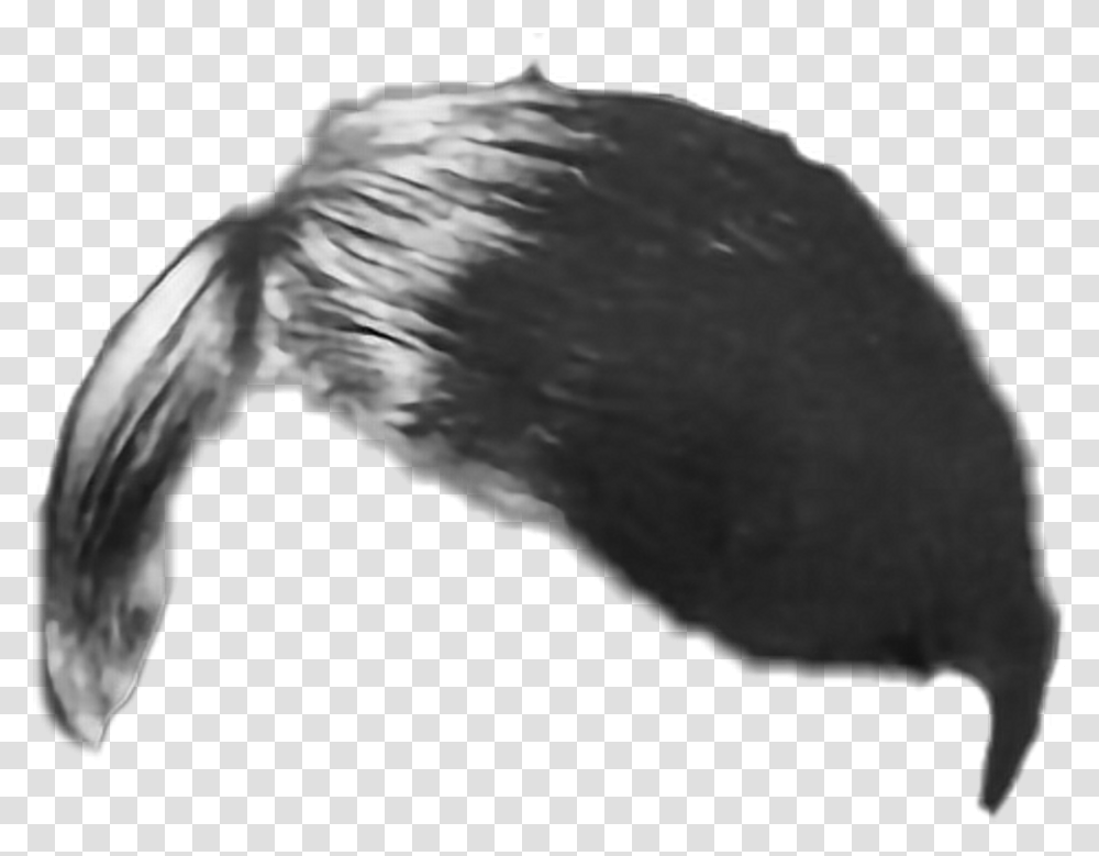 Hitler Hair, Bird, Animal, Brush, Tool Transparent Png