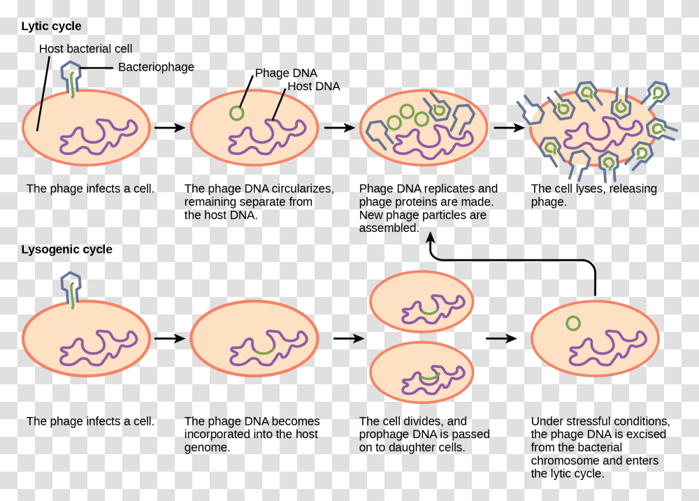 Hiv Vector Pollen Lytic And Lysogenic Cycle, Food, Alphabet, Label Transparent Png