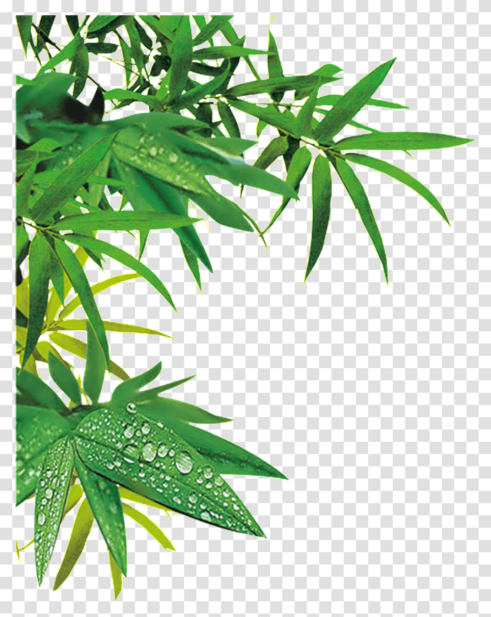 Hnh V L Trc Clipart Download Bamboo Forest Bamboo Tree Cartoon, Leaf, Plant, Vegetation, Hemp Transparent Png