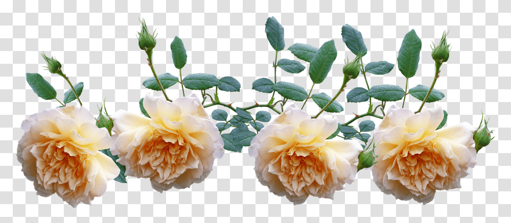 Hoa Hng Leo Vector, Plant, Rose, Flower, Blossom Transparent Png