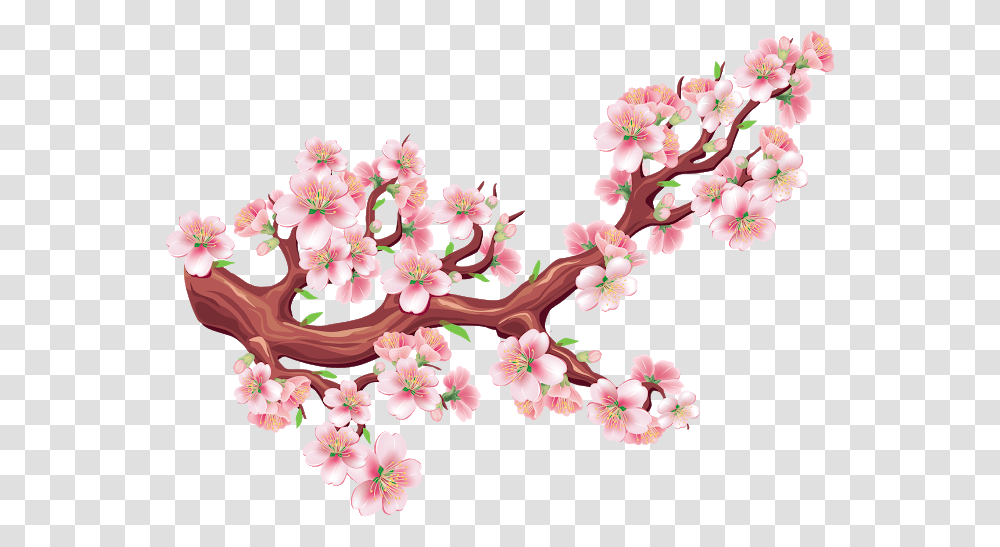 Hoa Mai, Plant, Cherry Blossom, Flower, Petal Transparent Png