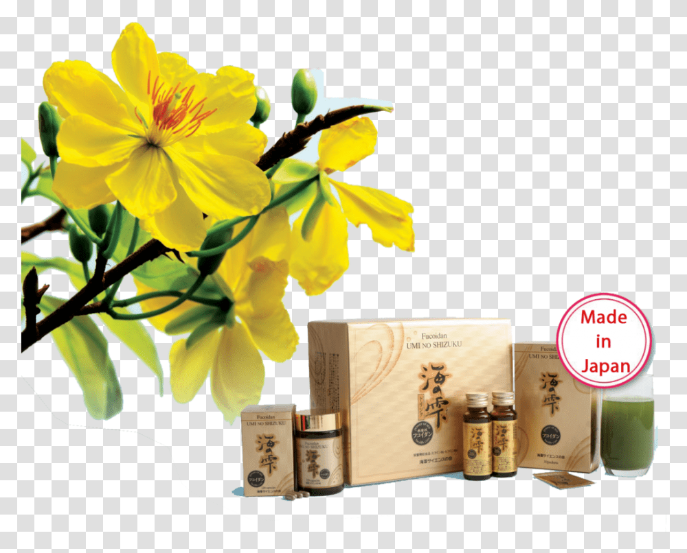 Hoa Mai Vang, Plant, Flower, Blossom, Bottle Transparent Png