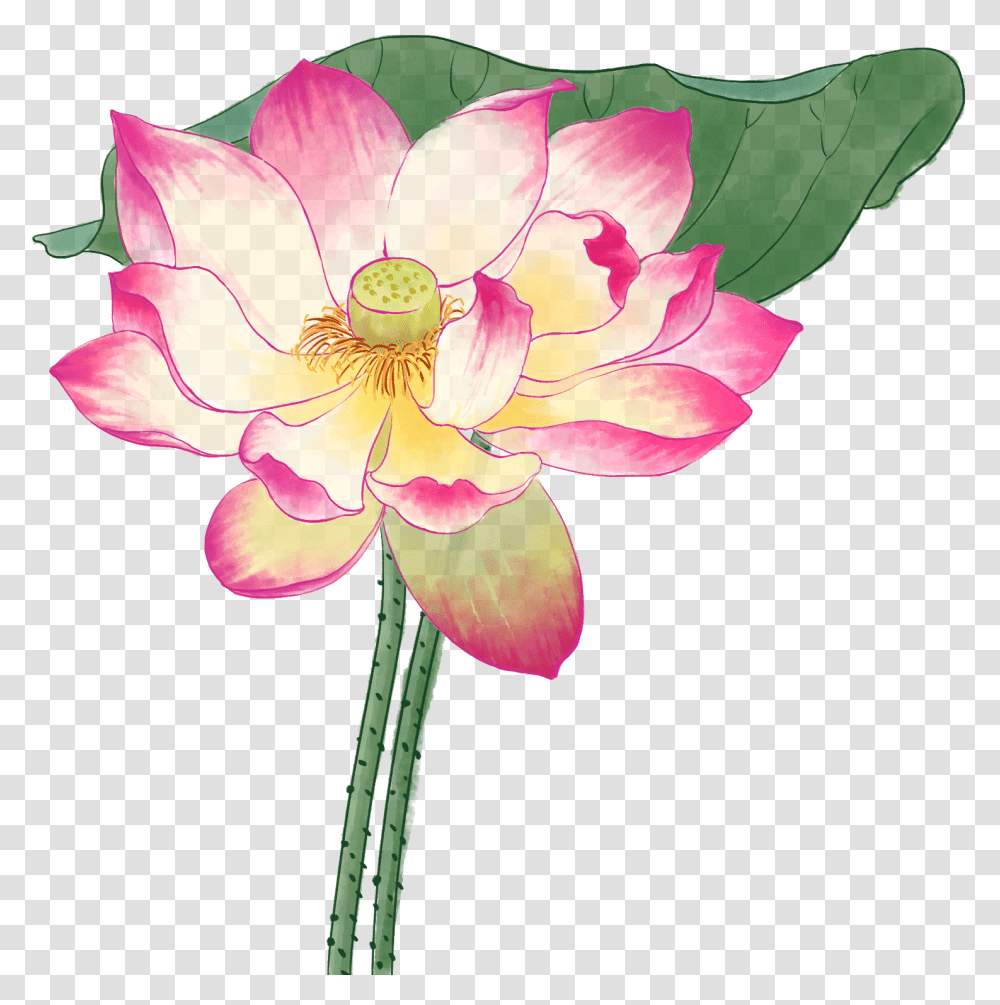 Hoa Sen Mu Nc, Plant, Flower, Blossom, Lily Transparent Png