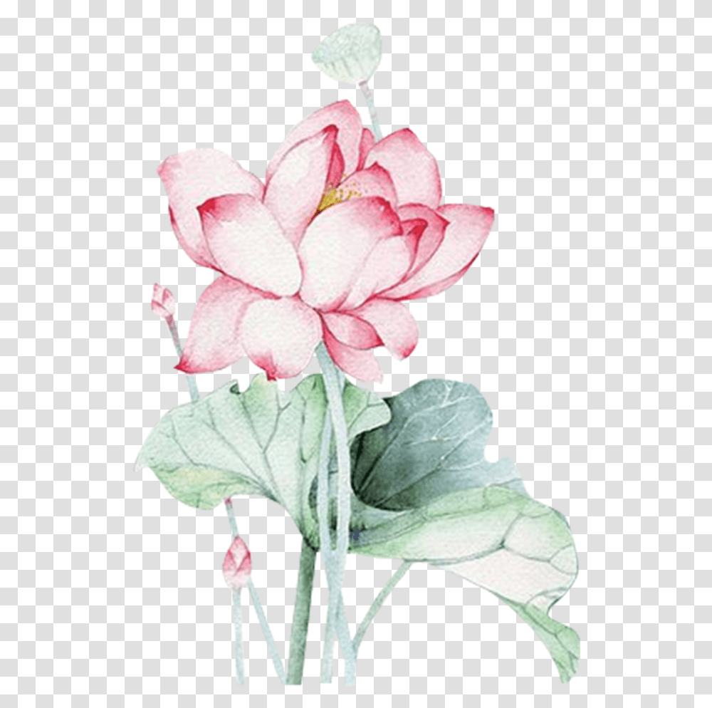Hoa Sen Mu Nc, Plant, Flower, Blossom, Petal Transparent Png