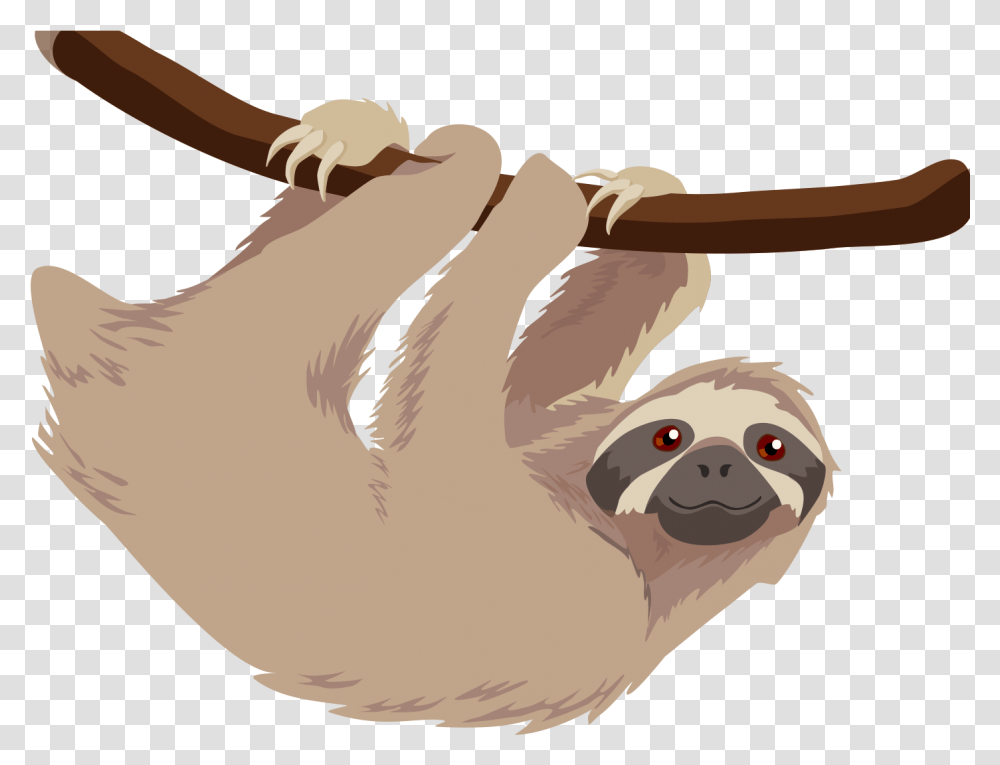 Hoffmannquots Two Toed Sloth T Shirt Baby Sloths Three Sloths Clipart, Bird, Animal, Wildlife, Mammal Transparent Png