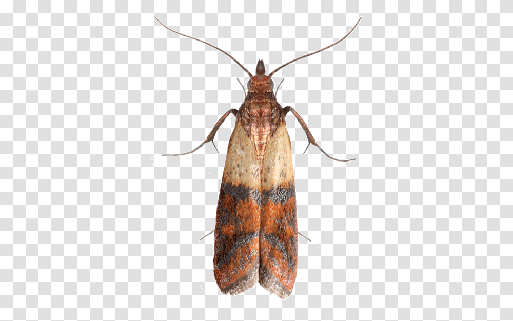 Hofmannophila Pseudospretella, Insect, Invertebrate, Animal, Moth Transparent Png