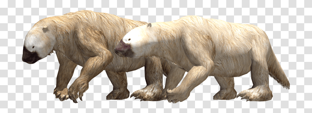 Hog Nosed Skunk, Bear, Wildlife, Mammal, Animal Transparent Png