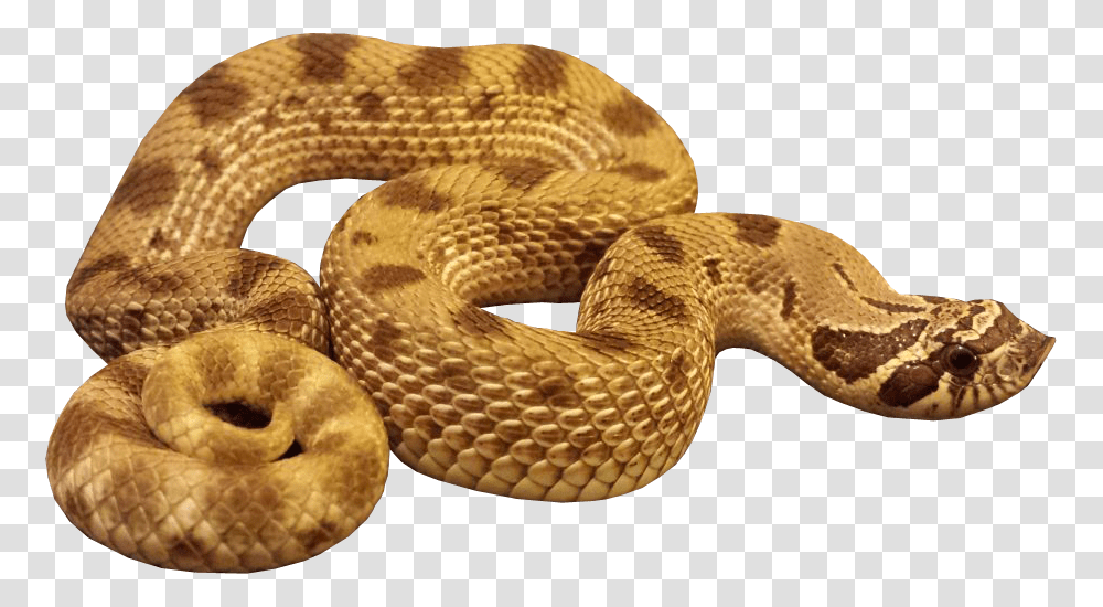 Hognose Anaconda Snake Background Snake Gif, Reptile, Animal, Rattlesnake Transparent Png