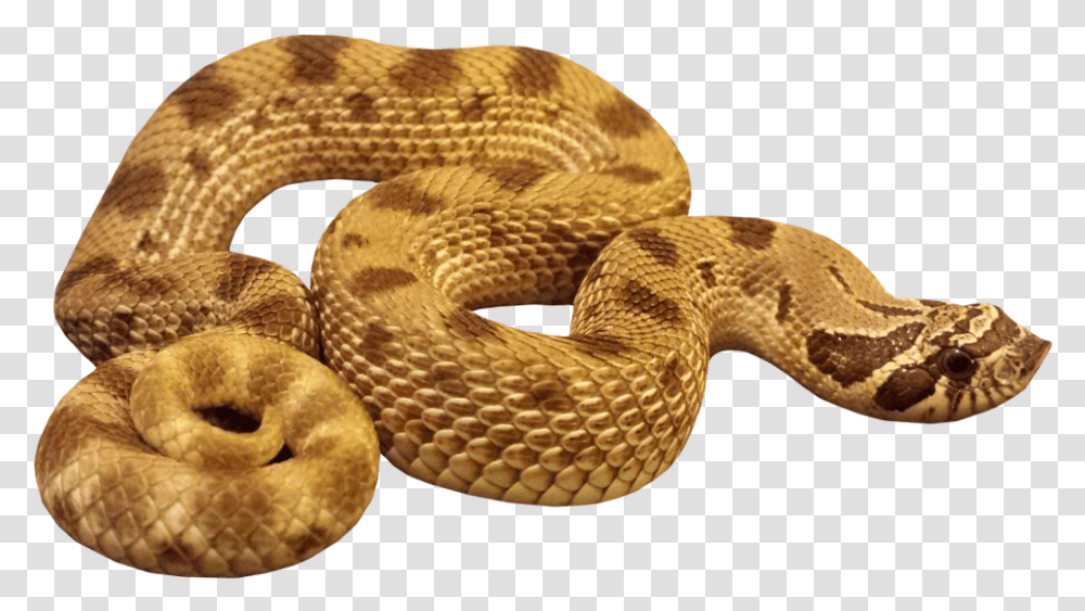 Hognose Anaconda Snake Image With Background Anaconda Background, Reptile, Animal, Rattlesnake Transparent Png