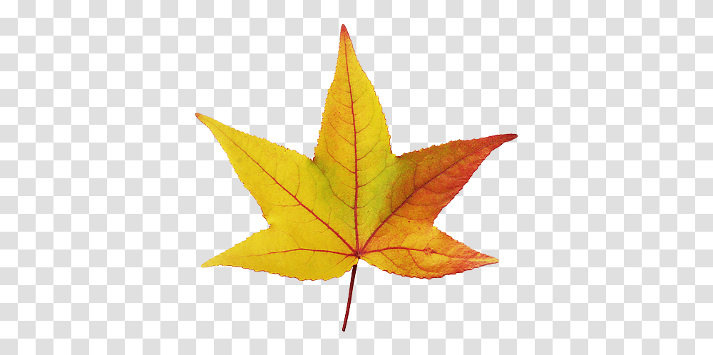 Hoja De Fondo Transparente, Leaf, Plant, Tree, Maple Leaf Transparent Png