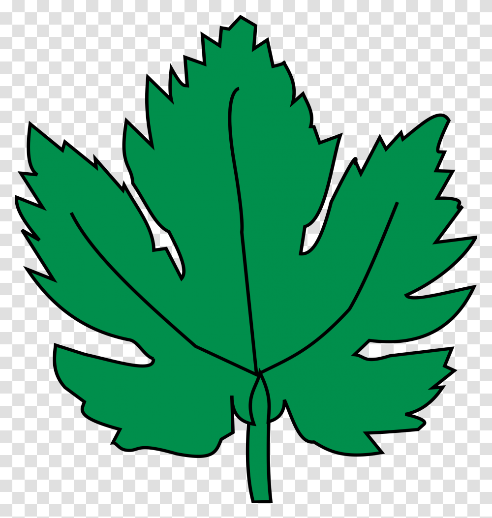 Hoja De Parra, Leaf, Plant, Maple Leaf, Tree Transparent Png