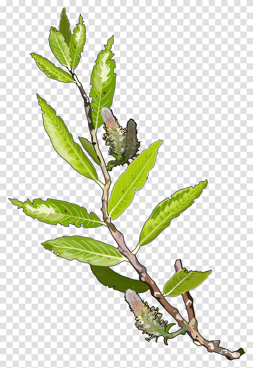 Hoja De Sauce Comun, Plant, Leaf, Flower, Blossom Transparent Png