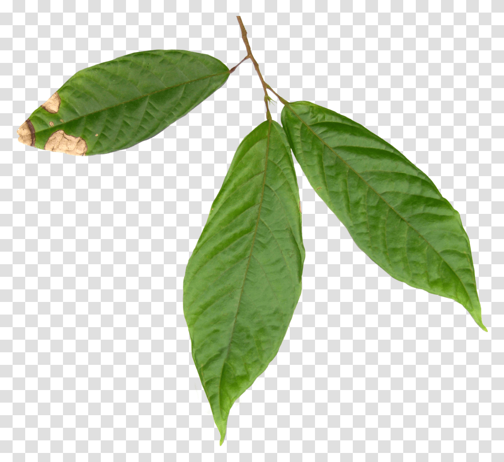 Hoja Del Arbol Del Cacao, Leaf, Plant, Annonaceae, Tree Transparent Png