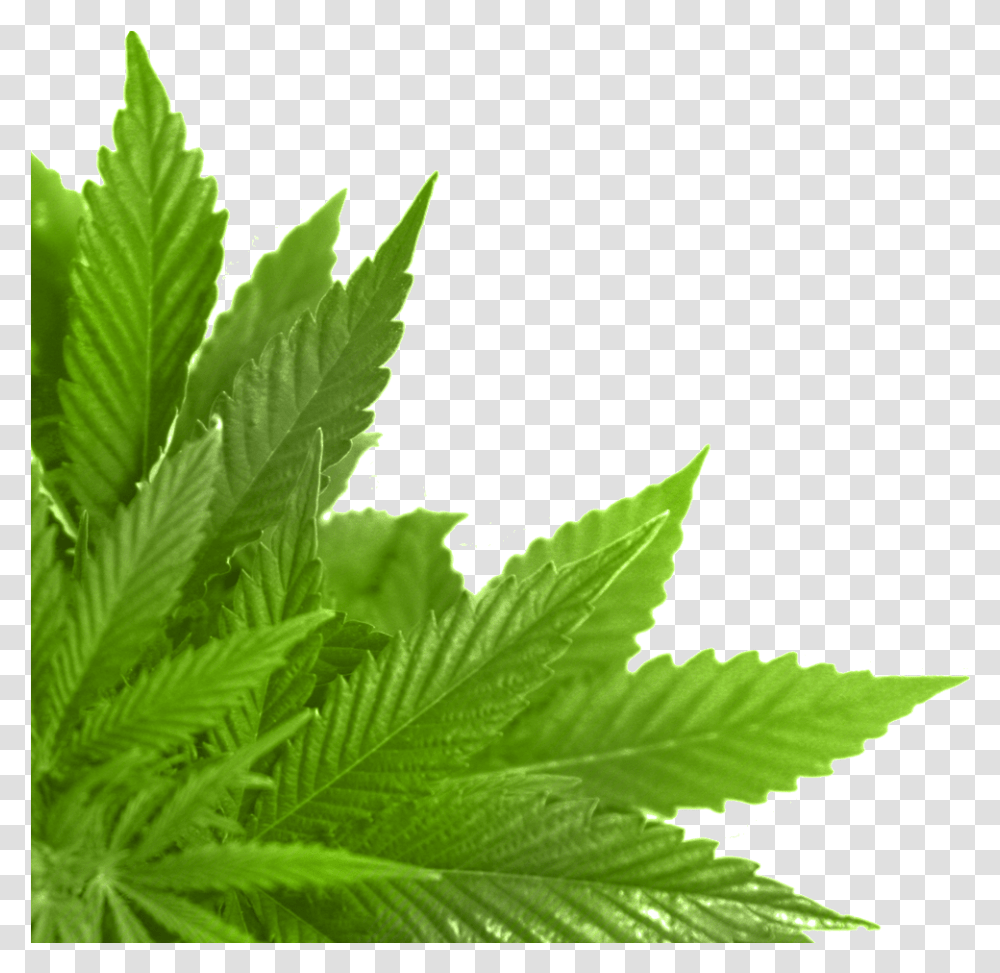 Hoja Verde En La Esquina Leaf In, Plant, Weed, Hemp Transparent Png