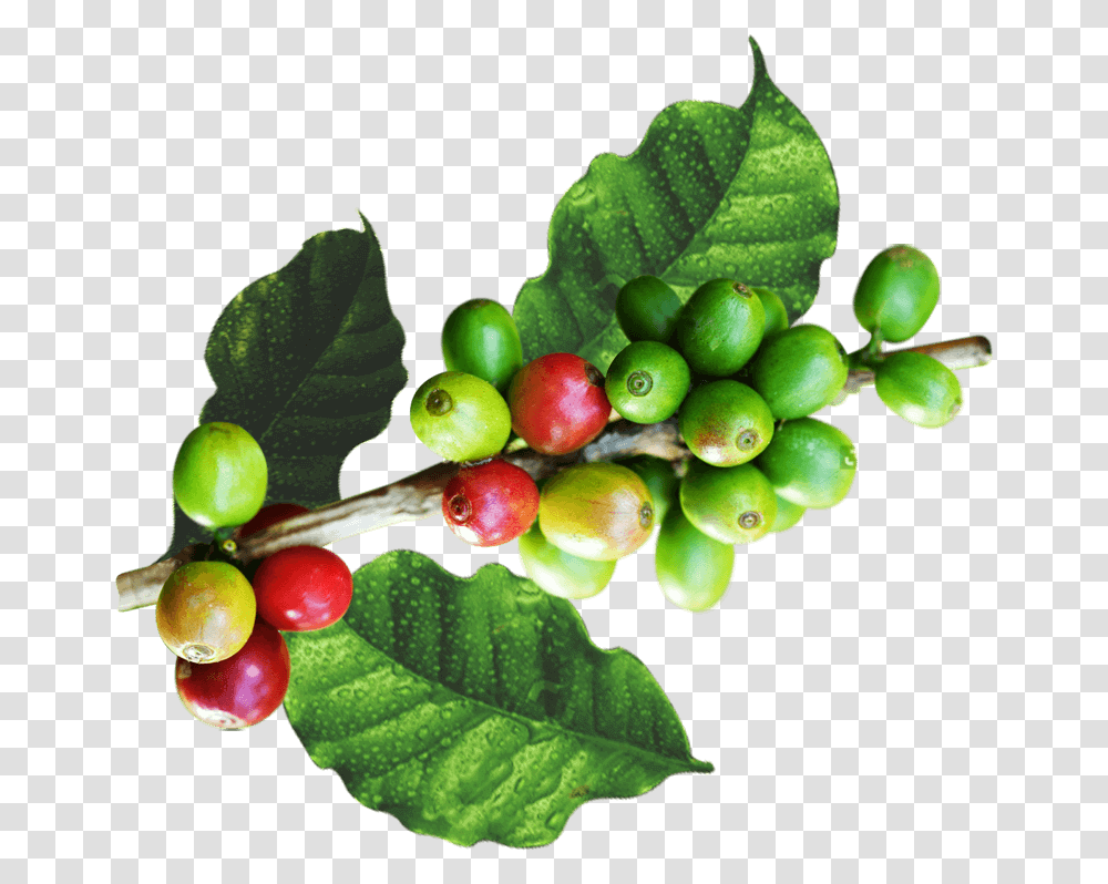 Hojas De Cafe, Plant, Fruit, Food, Leaf Transparent Png