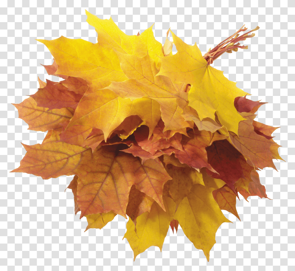 Hojas De, Leaf, Plant, Tree, Maple Transparent Png