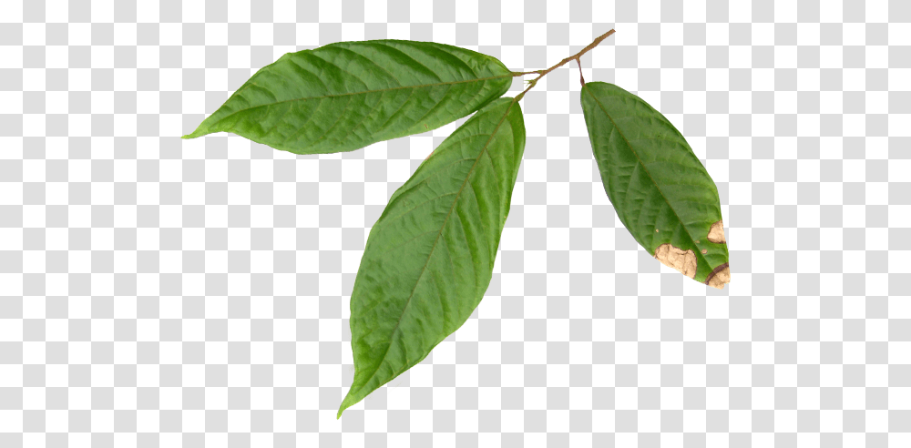 Hojas Del Arbol De Cacao, Leaf, Plant, Annonaceae, Tree Transparent Png