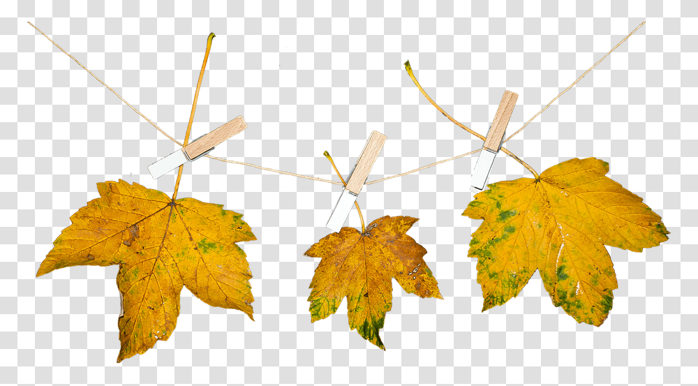 Hojas, Leaf, Plant, Tree, Maple Transparent Png