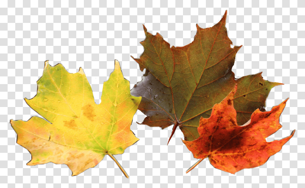 Hojas Naranja Nature Leaves Maple Leaf, Plant, Tree, Veins Transparent Png