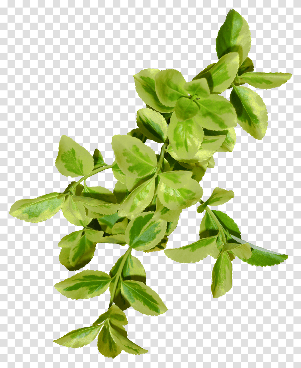 Hojas Verdes Bay Laurel, Leaf, Plant, Green, Flower Transparent Png