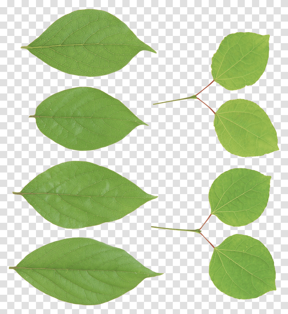 Hojas Verdes Canoe Birch, Leaf, Plant, Ivy, Green Transparent Png