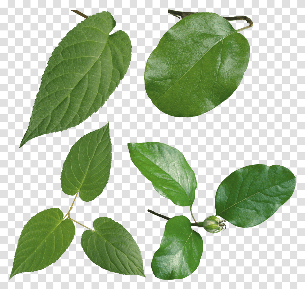 Hojas Verdes Sweet Birch, Leaf, Plant, Veins, Annonaceae Transparent Png